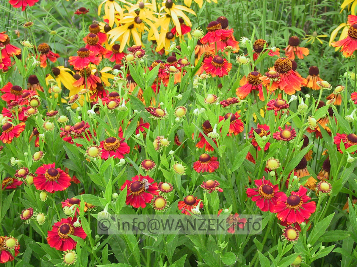 Helenium Hybride Rubinzwerg 2.JPG